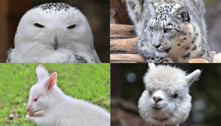 Fotos weiße Eule, weißer Leopard, weißes Känguru, weißes Alpaka