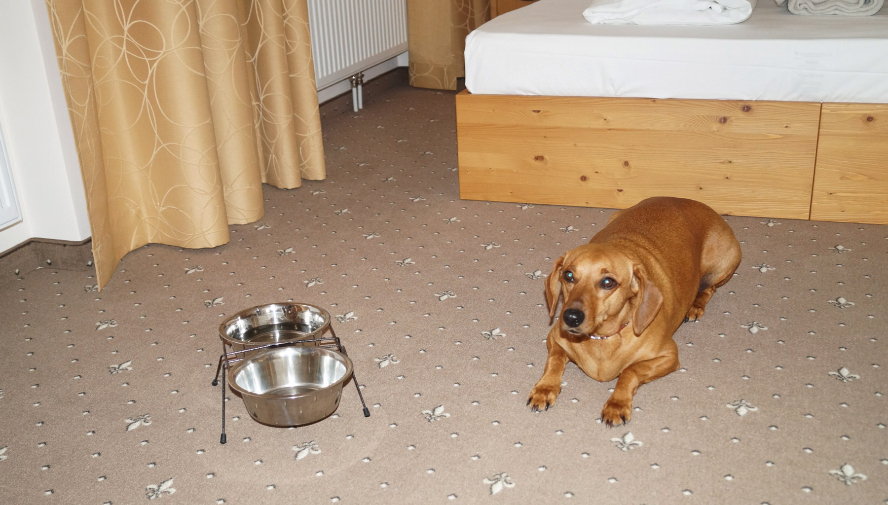 Foto Hotel Kaiser Franz Josef Zimmer mit Hund
